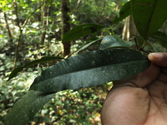 Calophyllum polyanthum