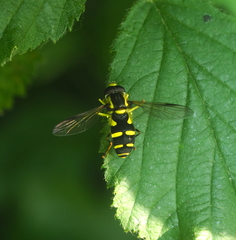 Xanthogramma stackelbergi