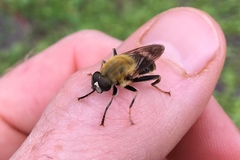 Pterallastes thoracicus