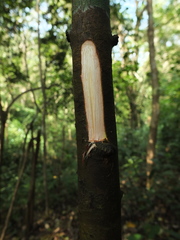 Calophyllum polyanthum