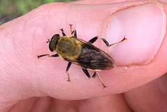 Pterallastes thoracicus