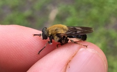 Pterallastes thoracicus