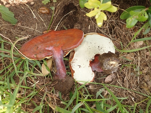 Ganoderma lucidum