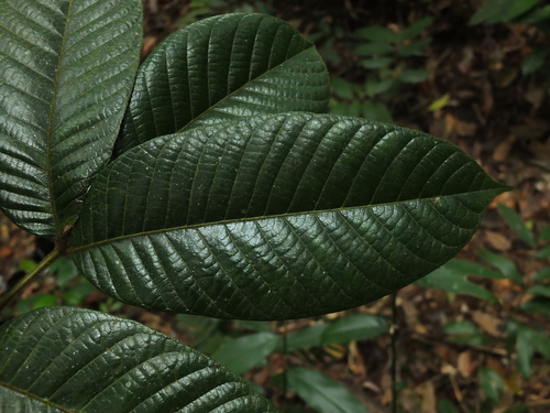 Image of Black Dhup (Canarium strictum) by (c) Siddarth Machado, some rights reserved (CC BY)