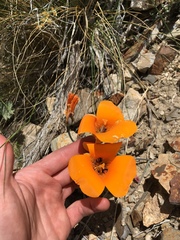 Calochortus kennedyi kennedyi