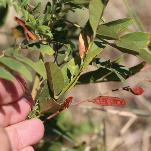 Image of Glycyrrhiza glabra by (c) Юрий Данилевский (Yuriy Danilevsky), some rights reserved (CC BY)