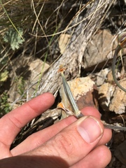 Calochortus kennedyi kennedyi