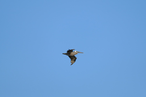 Eastern Brown Pelican photographed in North Carolina