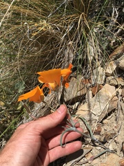 Calochortus kennedyi kennedyi