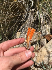Calochortus kennedyi kennedyi