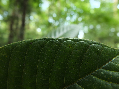 Image of Canarium strictum by (c) Siddarth Machado, some rights reserved (CC BY)