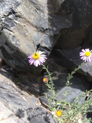 Erigeron breweri