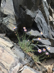 Erigeron breweri