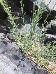 Erigeron breweri