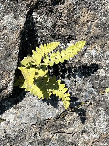 Image of Woodsia alpina by no rights reserved
