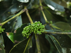 Psydrax umbellata