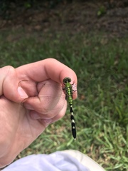 Erythemis simplicicollis