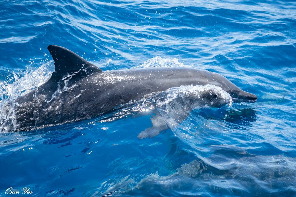 Rough-toothed Dolphin
