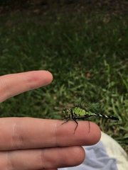 Erythemis simplicicollis