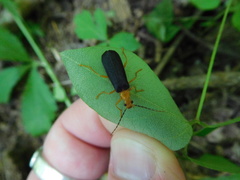 Podabrus fayi