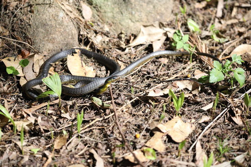 Common Tree Snake sighting