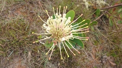 Oreocallis grandiflora