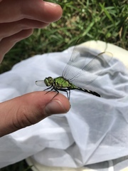 Erythemis simplicicollis