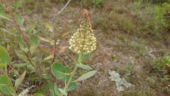 Oreocallis grandiflora