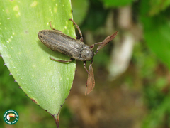 Callirhipis dilaticollis