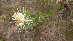 Oreocallis grandiflora