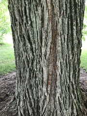 Tilia americana americana