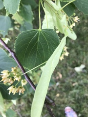 Tilia americana americana