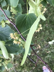 Tilia americana americana