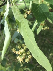 Tilia americana americana