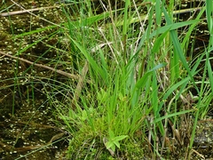 Carex interior