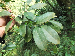 Chionanthus mala-elengi