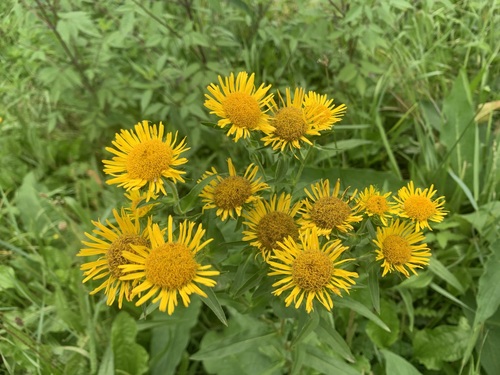Inula britannica iNat (1)