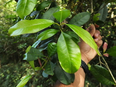 Chionanthus mala-elengi