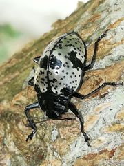 Cypherotylus elevatus