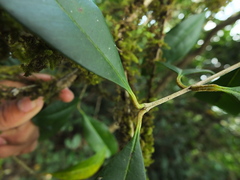 Chionanthus mala-elengi