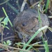 Eurasian Water Voles and Snow Voles - Photo (c) Jakob Fahr, some rights reserved (CC BY-NC), uploaded by Jakob Fahr
