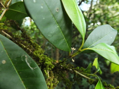 Chionanthus mala-elengi