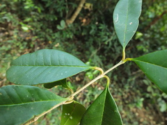 Chionanthus mala-elengi