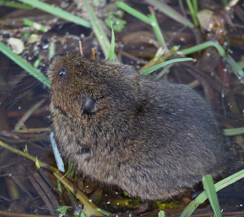 European Water Vole