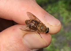 Stonemyia isabellina