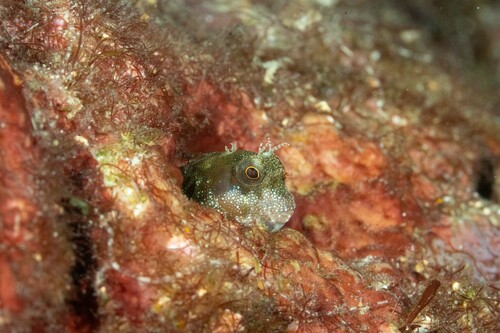 Mimoblennius atrocinctus observed 2024-08-17