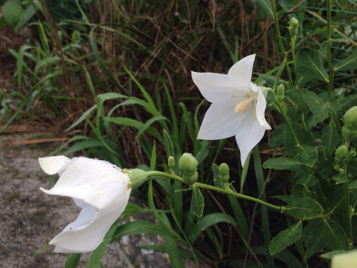 Platycodon grandiflorus