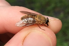 Stonemyia isabellina