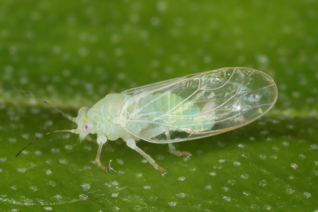 Cacopsylla sorbi
