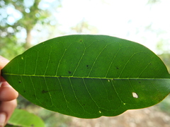 Chionanthus mala-elengi